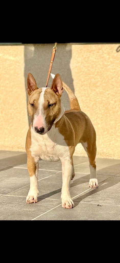 CH. Veyron Du Domaine Des Démons Bretons