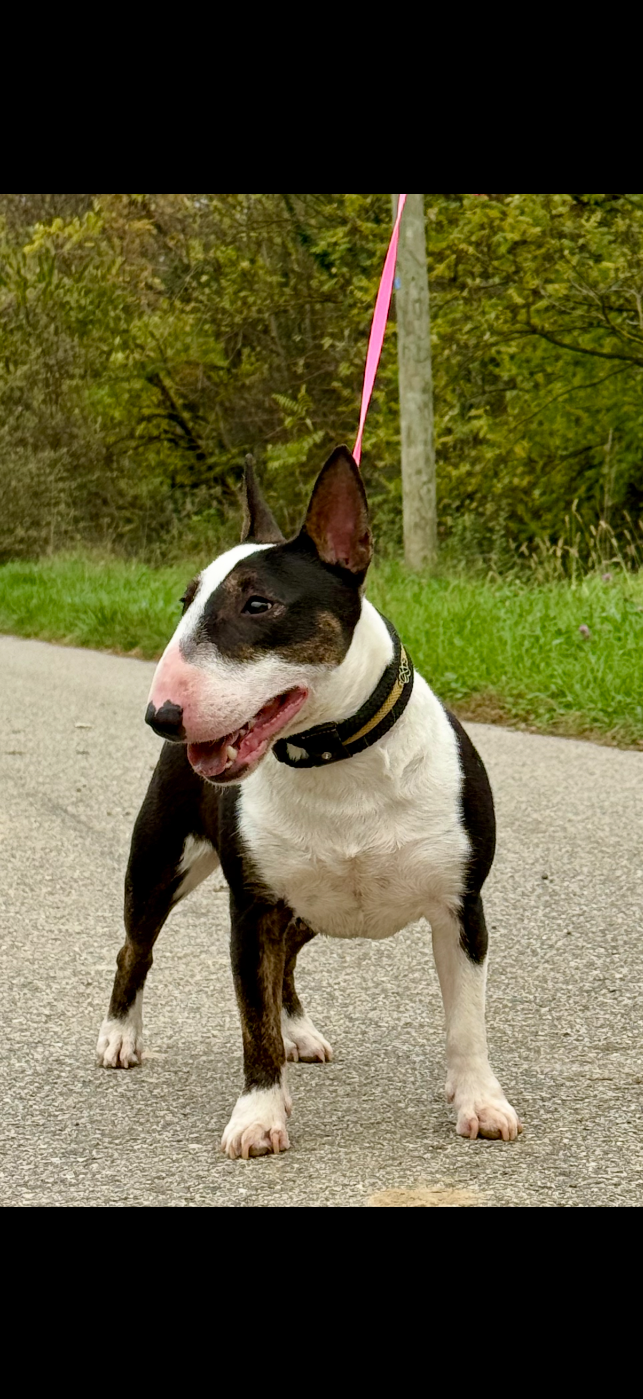 CH. Valkane Du Domaine Des Démons Bretons