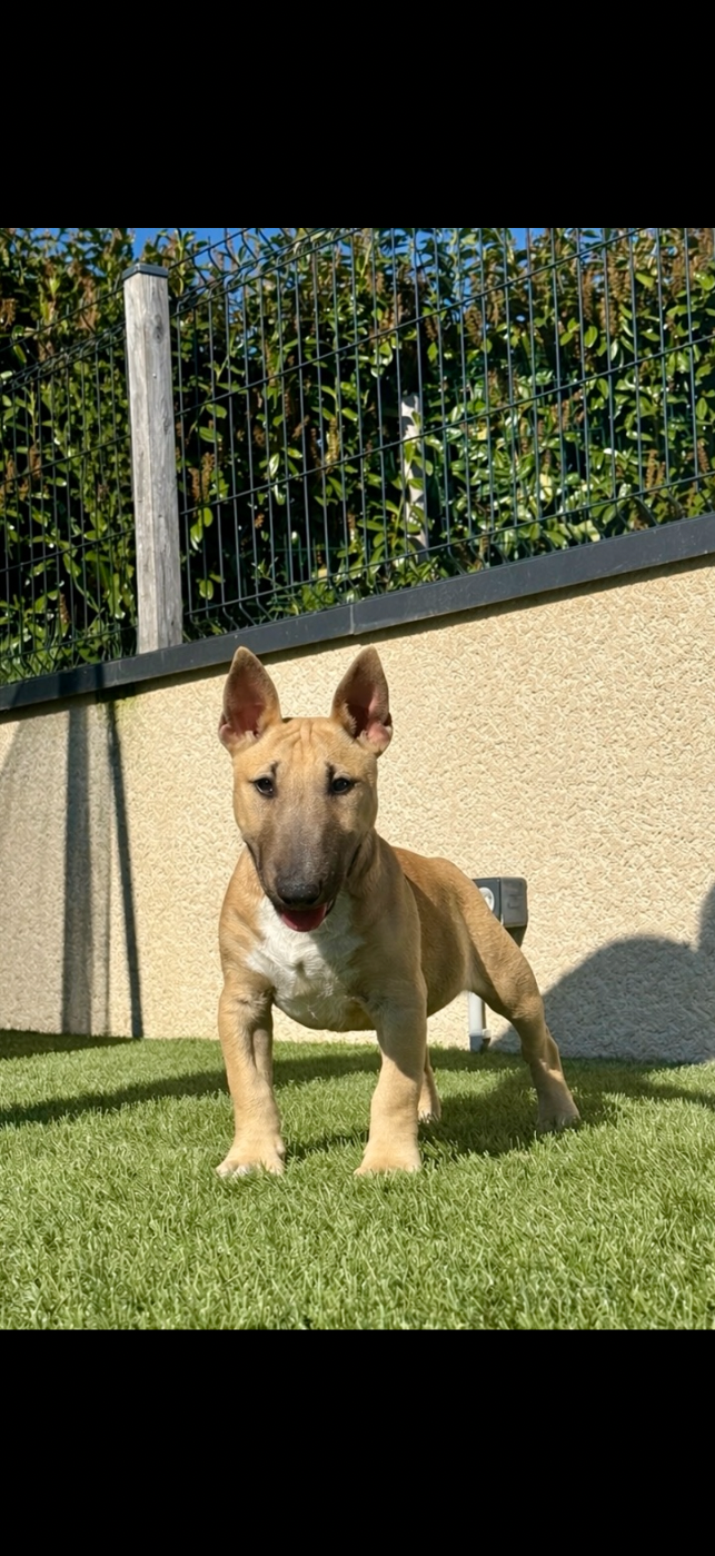 Byron  Du Domaine De Canja
