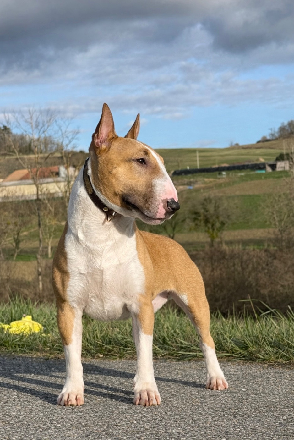 National d élevage en mars 2026 Montluçon