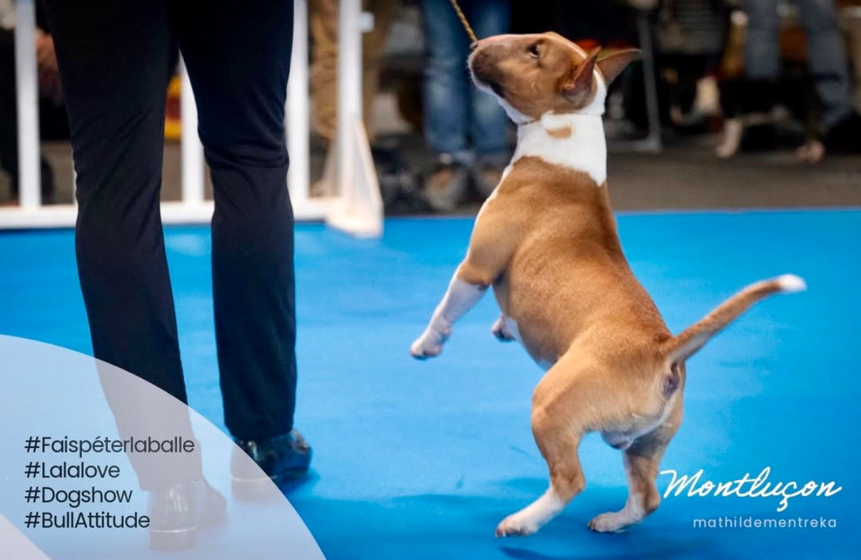 National d élevage 2026 Montluçon