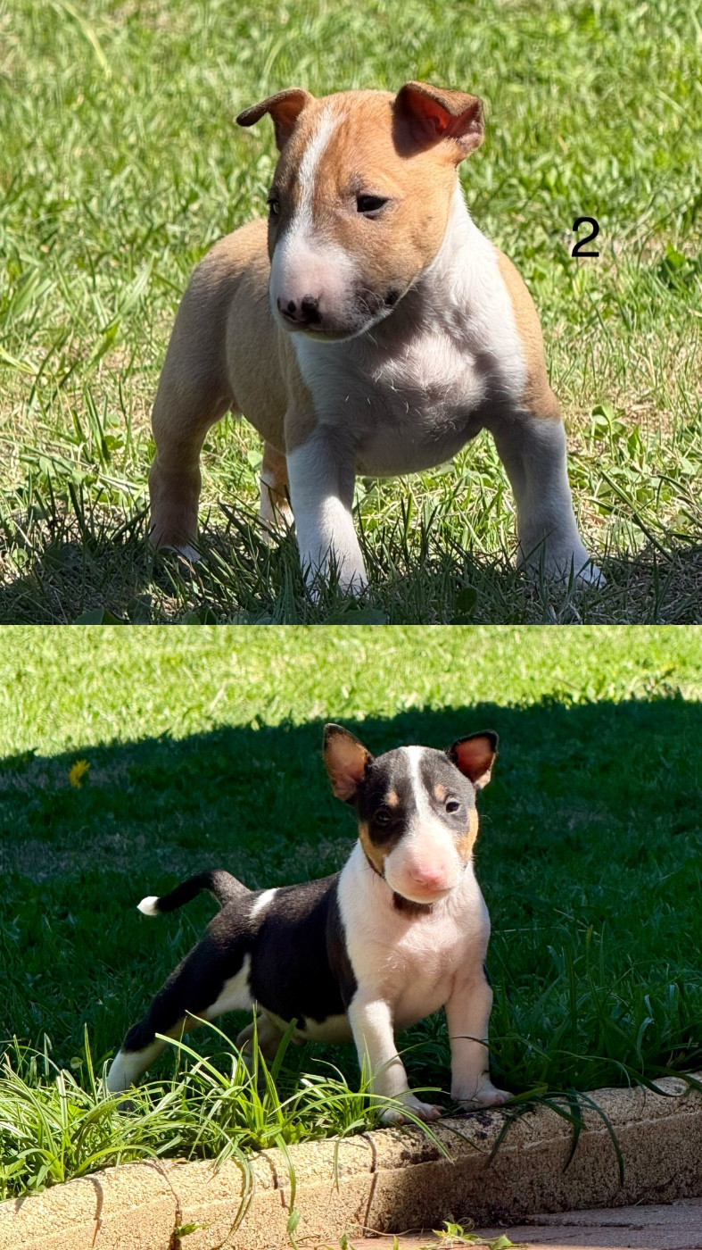 VOUS CHERCHER UN CHIOT ?
