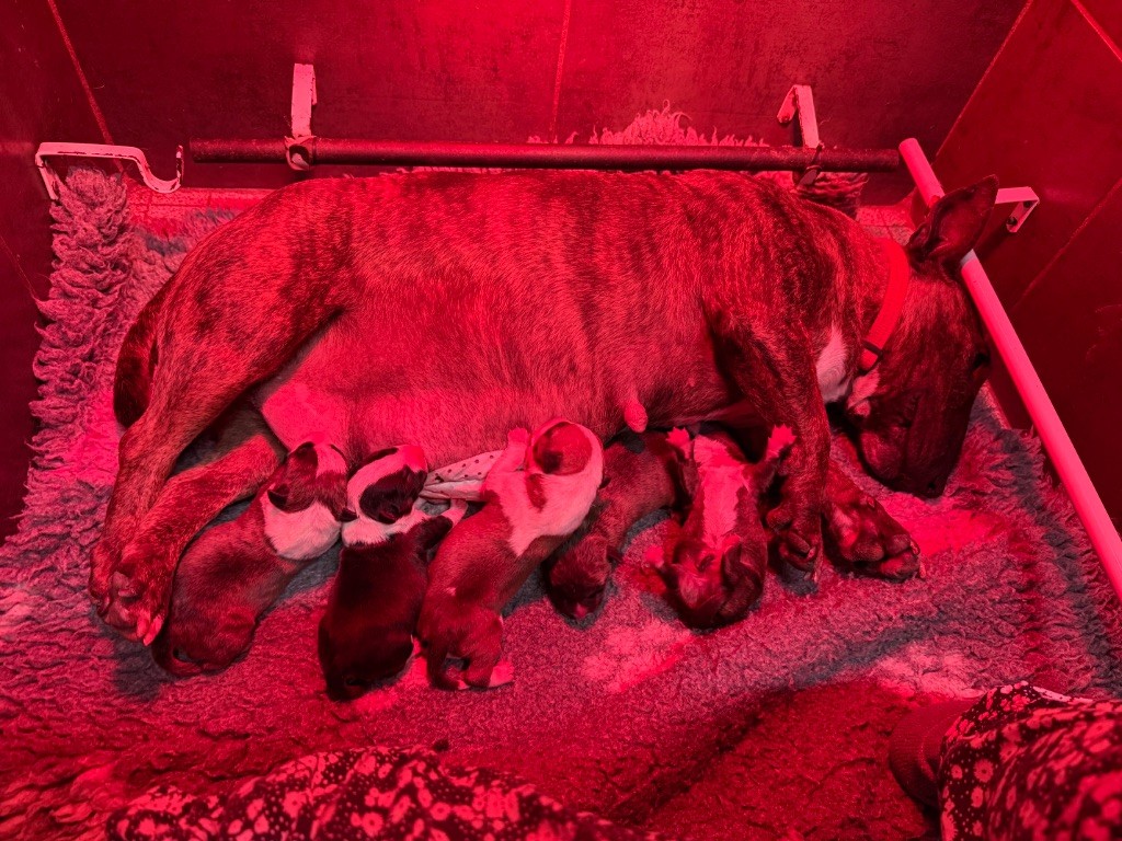 Nos bébé sont née !!