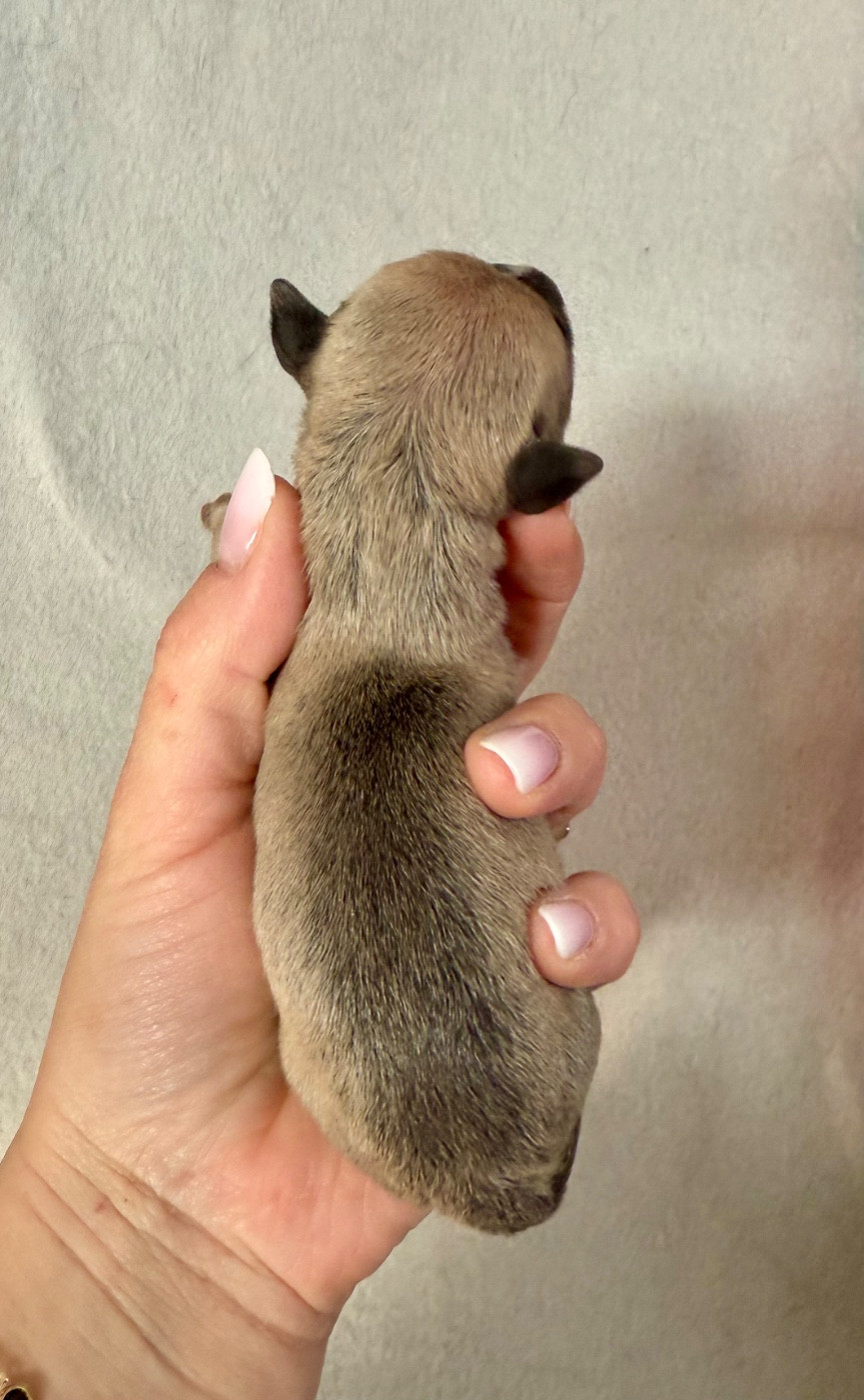 Du Domaine De Canja - Chiots disponibles - Bull Terrier Miniature