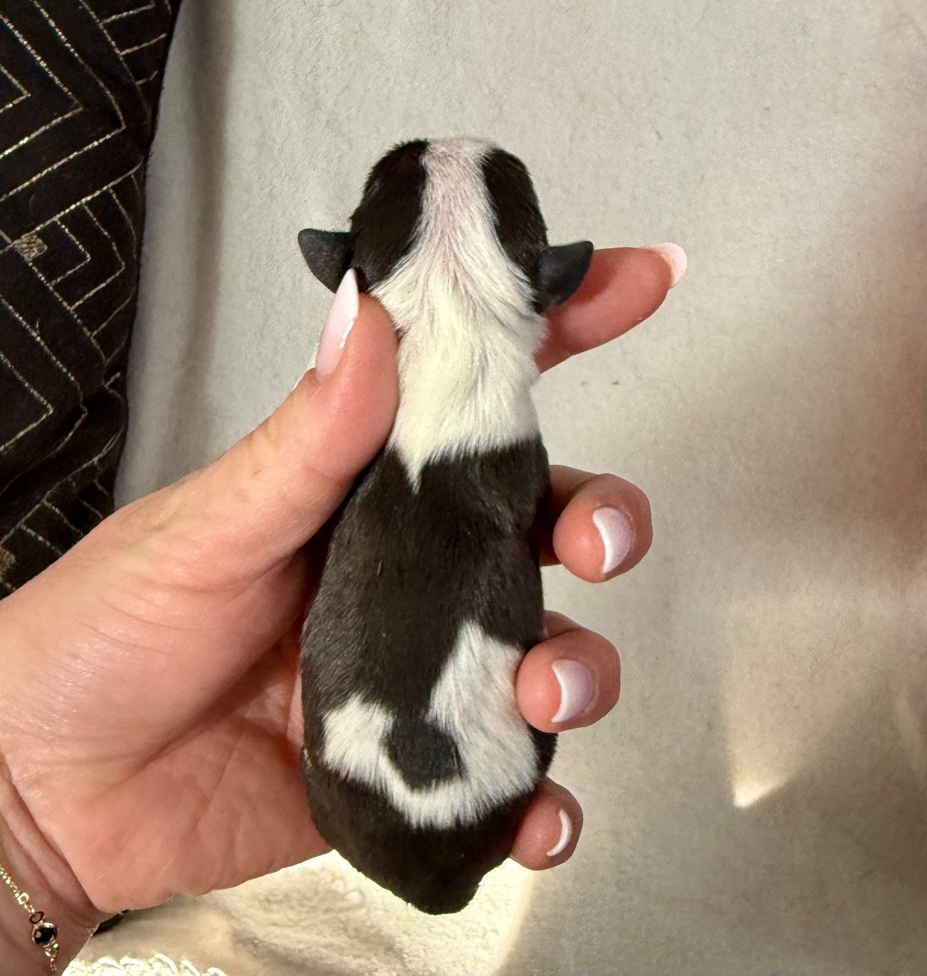 Du Domaine De Canja - Chiots disponibles - Bull Terrier Miniature