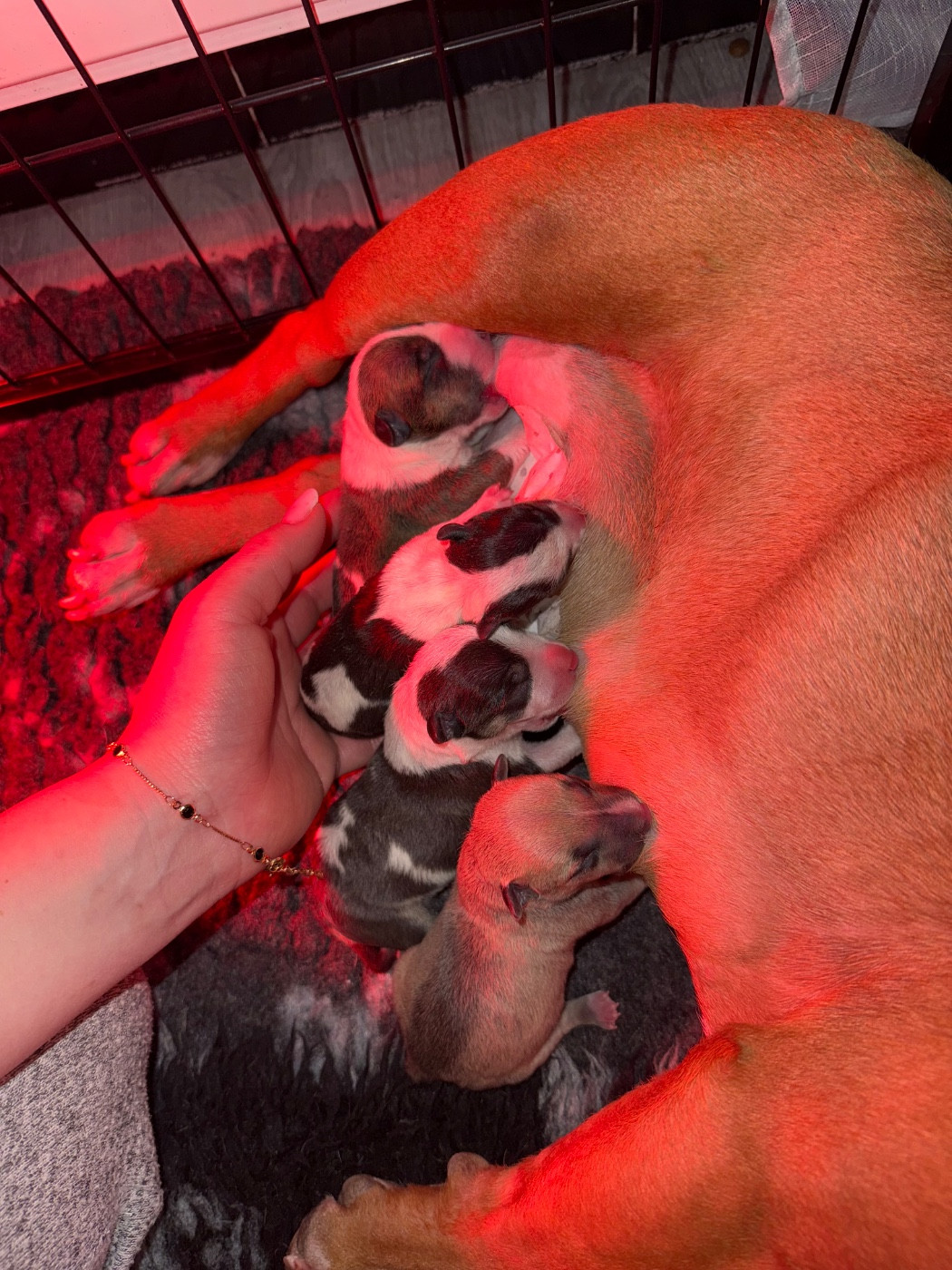 Chiot Bull Terrier Miniature Du Domaine De Canja