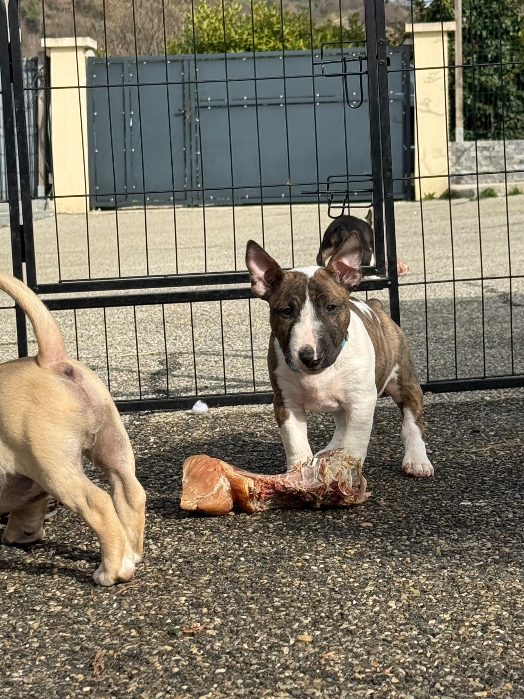 Du Domaine De Canja - Chiots disponibles - Bull Terrier Miniature