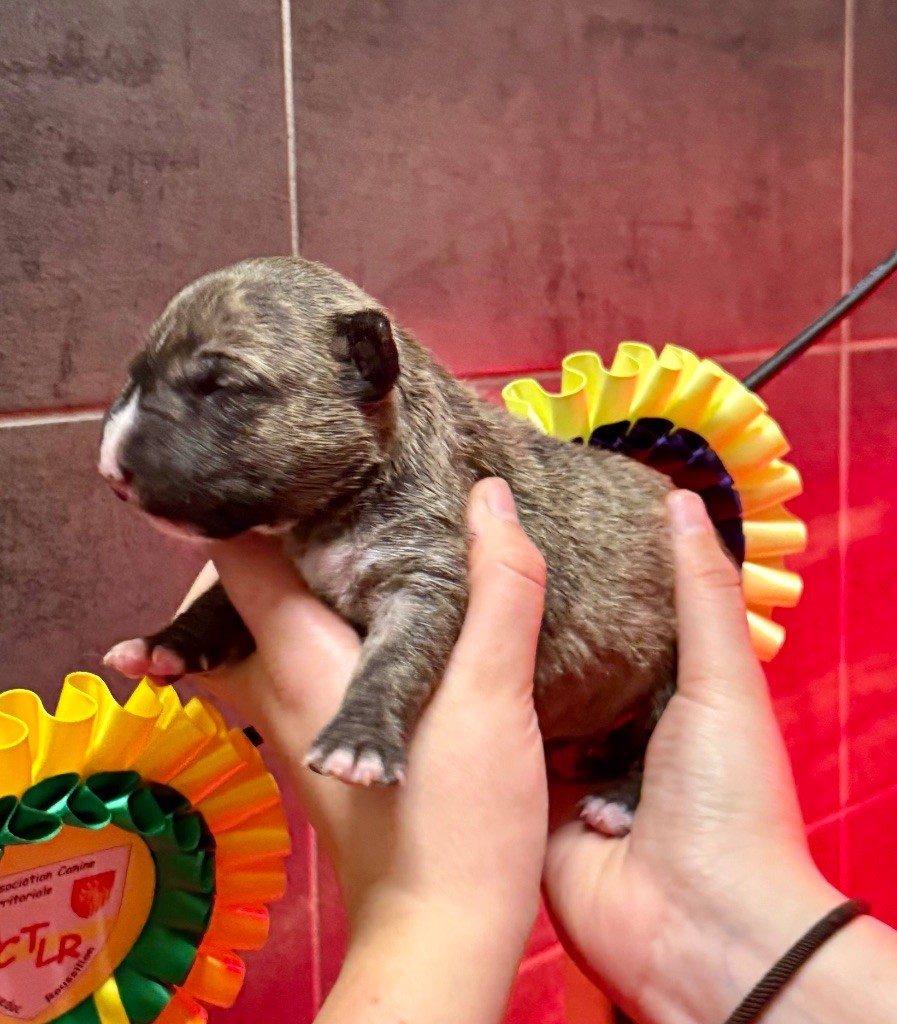 Du Domaine De Canja - Chiots disponibles - Bull Terrier Miniature