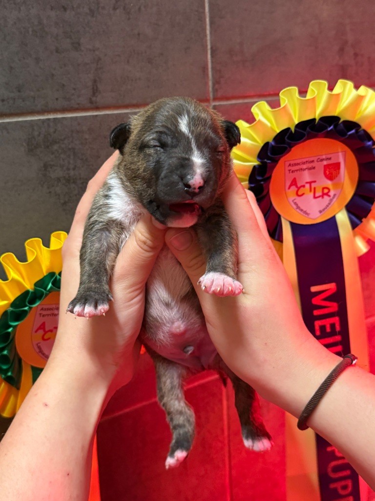 Du Domaine De Canja - Chiots disponibles - Bull Terrier Miniature