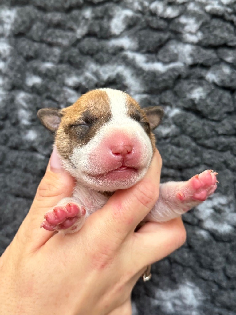 Du Domaine De Canja - Chiots disponibles - Bull Terrier Miniature