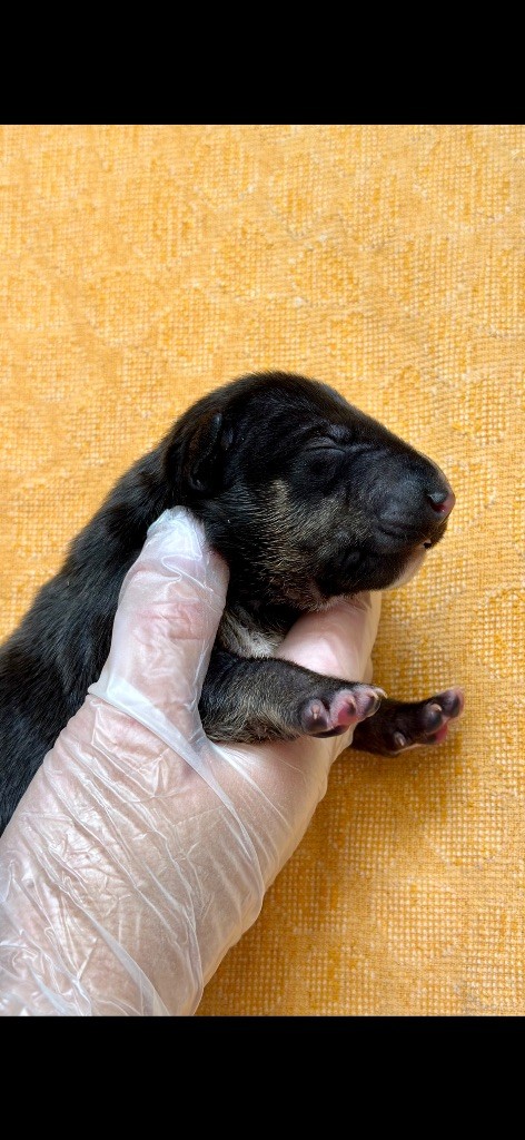 Du Domaine De Canja - Bull Terrier Miniature - Portée née le 25/06/2023