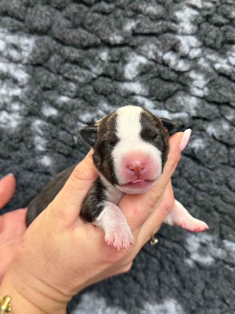 Du Domaine De Canja - Chiots disponibles - Bull Terrier Miniature